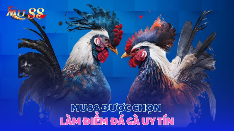 Mu88 được chọn làm điểm đá gà uy tín