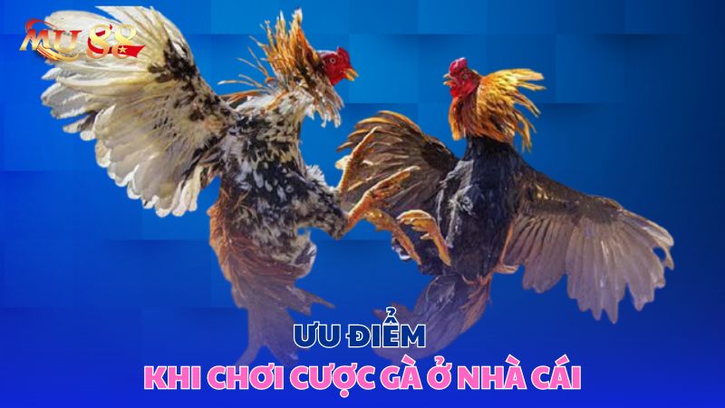 Ưu điểm khi chơi cược gà ở nhà cái