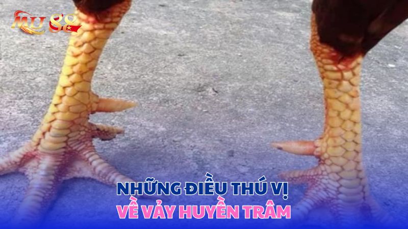 Những điều thú vị về vảy huyền trâm