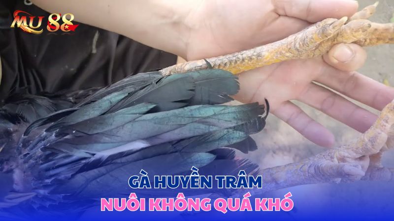 Gà huyền trâm nuôi không quá khó